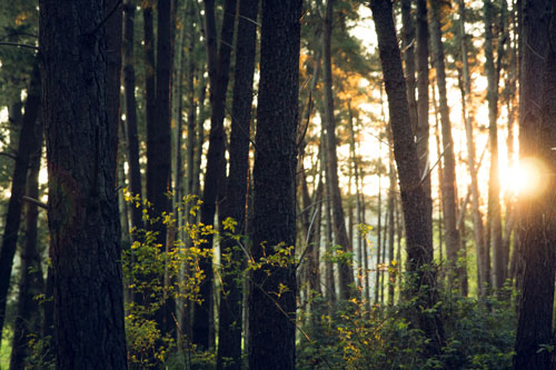 Forêt